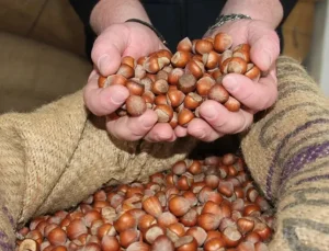 Giresun kalite fındık bugün 270 TL