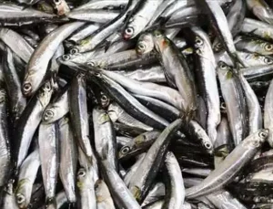 Egeli balıkçılar sezona bereketle başladı