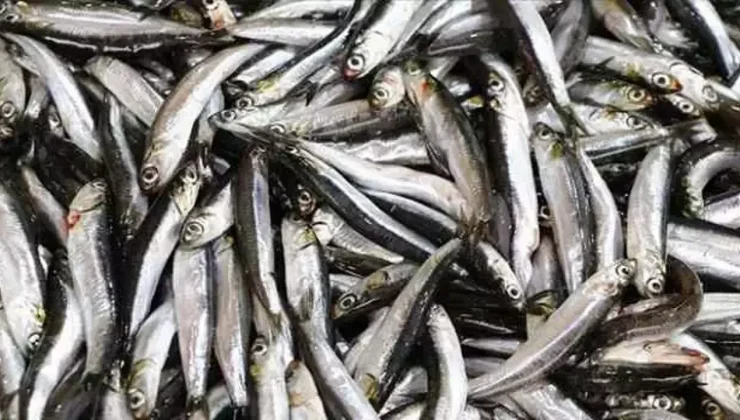 Egeli balıkçılar sezona bereketle başladı