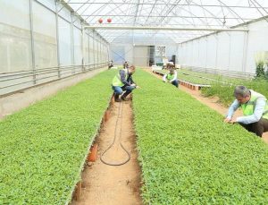 Ordu Büyükşehir desteklerle teşvik etti, vatandaş kendi sebzesini üretti