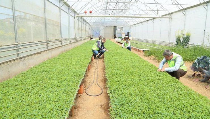 Ordu Büyükşehir desteklerle teşvik etti, vatandaş kendi sebzesini üretti