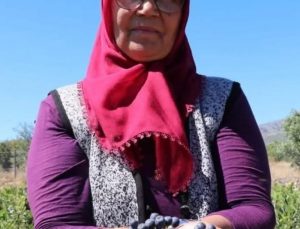 Köyüne döndü, "Aronya'yı" şifa için ücretsiz dağıtıyor