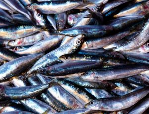 Karadeniz’de hamsi bereketi: Ordulu balıkçılar limana dolu ağlarla döndü