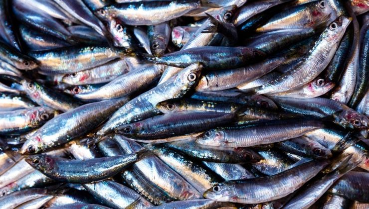 Karadeniz’de hamsi bereketi: Ordulu balıkçılar limana dolu ağlarla döndü