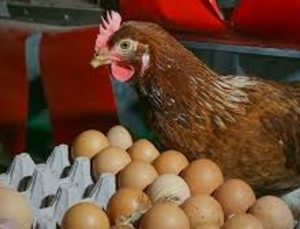 Kümes hayvancılığı üretimi temmuz 2025: Tavuk eti üretiminde artış, yumurtada düşüş sürüyor