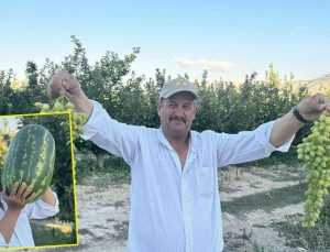 Senirkentli çiftçiler dev karpuzlarla rekor kırıyor