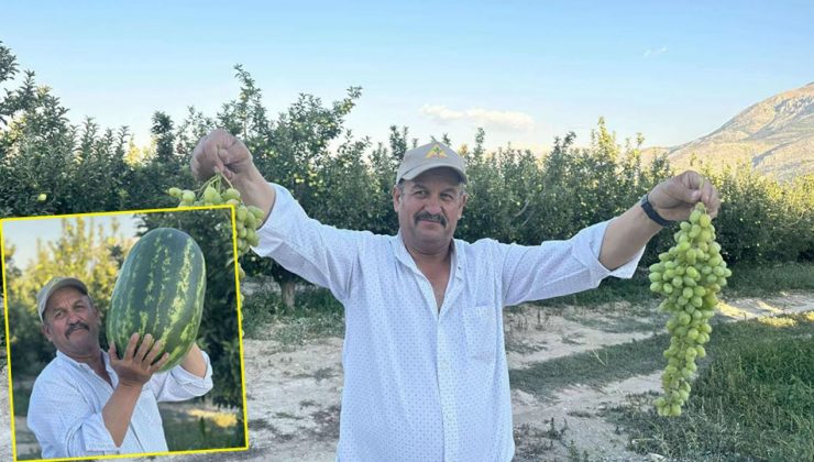 Senirkentli çiftçiler dev karpuzlarla rekor kırıyor