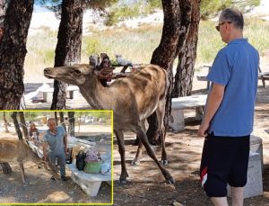 Salda Gölü’nde kızıl geyik sürprizi