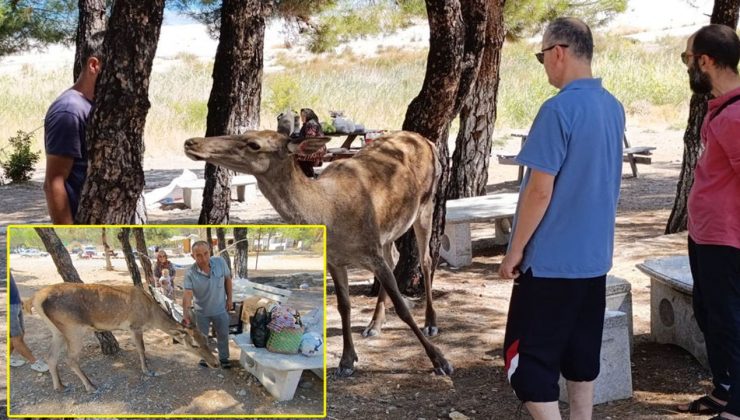 Salda Gölü’nde kızıl geyik sürprizi