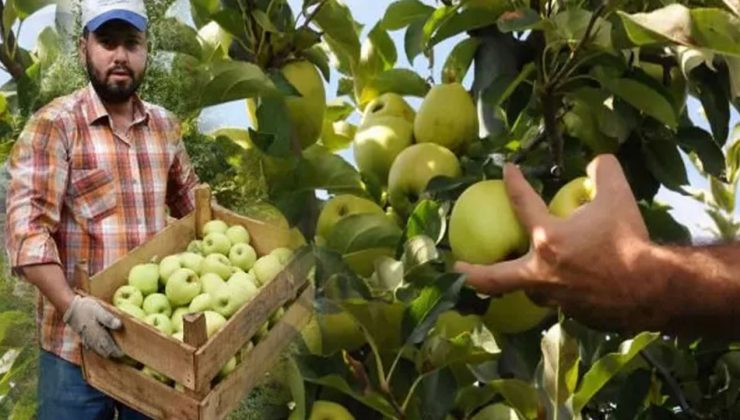 Isparta’da Elma hasadı başladı