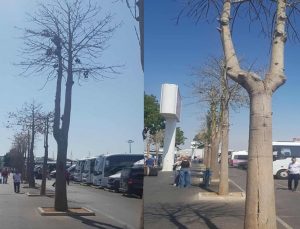 Antalya Havalimanı’nda kuruyan ağaçlar tepki çekti