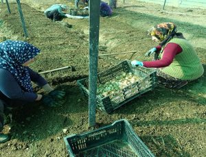 Sav’da beyaz zambak ve salep üretimi başladı