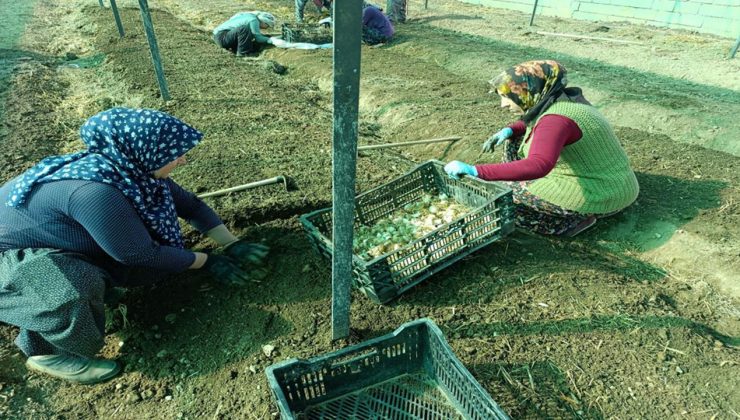 Sav’da beyaz zambak ve salep üretimi başladı