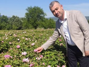 Gül üreticisinin meraklı bekleyişi sona erdi