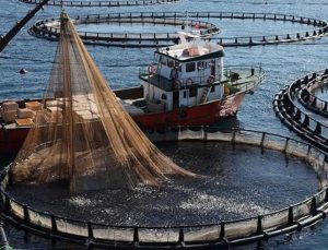 Pazar’da kafes balıkçılığına tepki: Denizimizi kirletmeyin