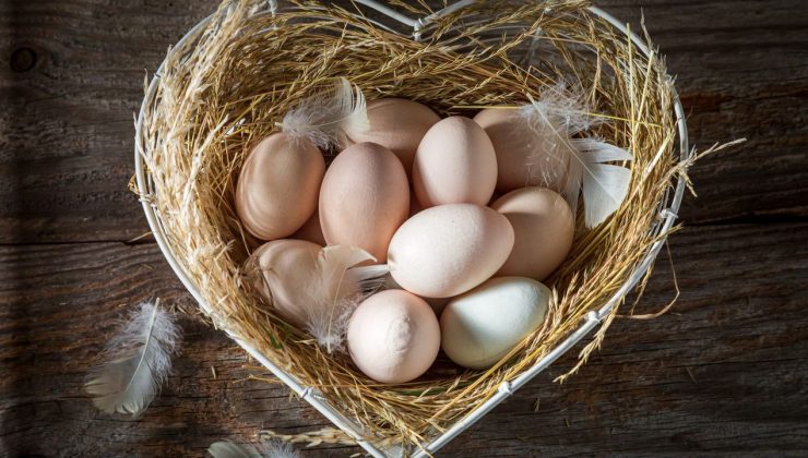 Türkiye’nin ABD’ye yumurta ihracatı 4 kat arttı