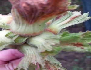 Zirai Don Hasar Ödemeleri Başlıyor