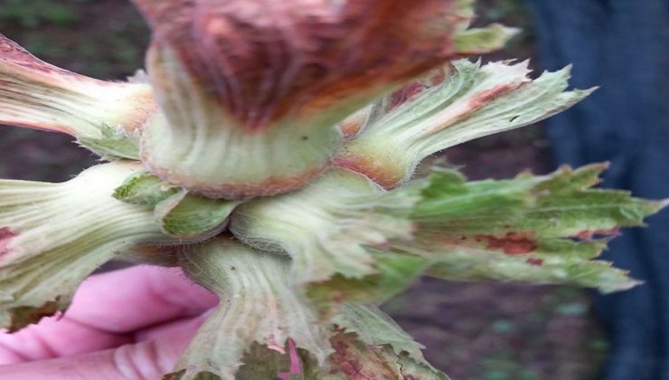 Zirai Don Hasar Ödemeleri Başlıyor