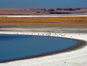 Tuz Gölü’nde kuraklık biyolojik çeşitliliği tehdit ediyor
