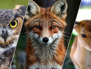 DKMP, 13 yılda 73 bin yaban hayvanını doğaya kazandırdı