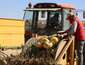 Isparta’da kabak sezonu başladı
