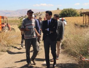 Tefenni ovası’nda mısır hasadı incelemesi