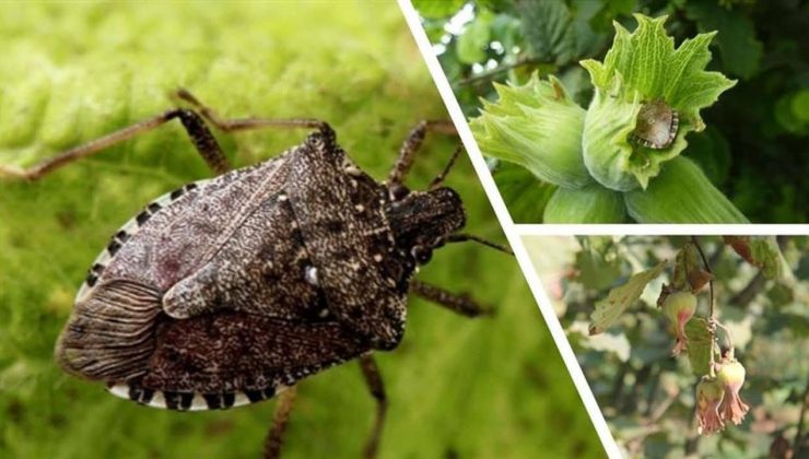 Giresun’da kahverengi kokarca ile kışlak seferberliği başladı