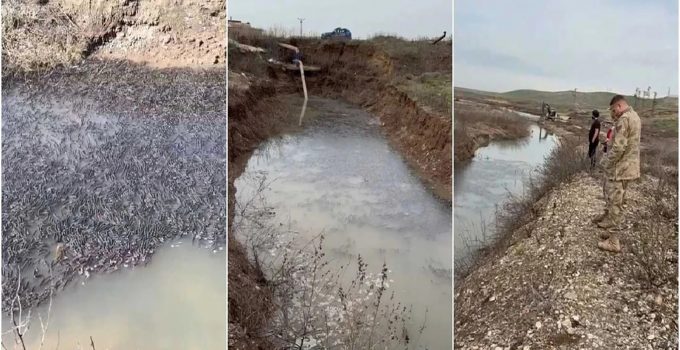 Dicle Nehri’nde Mahsur Kalan On Binlerce Balık Kurtarıldı