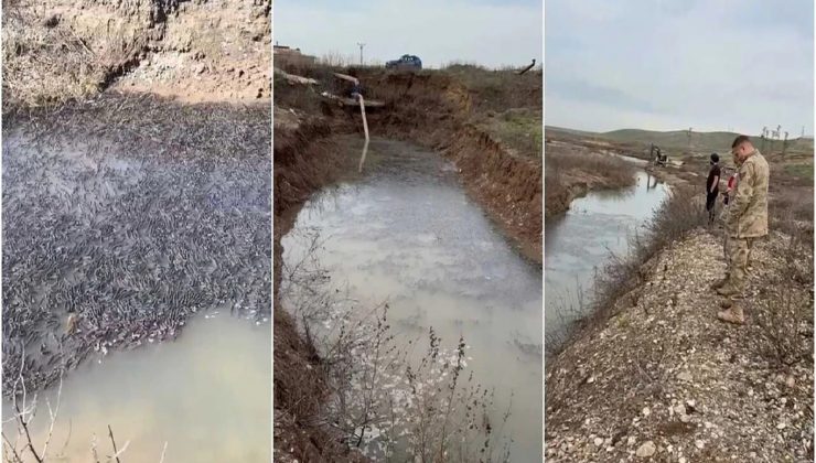 Dicle Nehri’nde Mahsur Kalan On Binlerce Balık Kurtarıldı