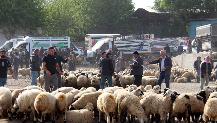 Kurban Pazarlarında Yoğunluk Arttı: Vatandaş Küçükbaşa Yöneldi