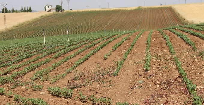 Yüksek Faturalar Çiftçiyi Üretimden Uzaklaştırıyor