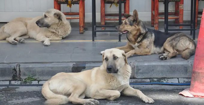 Diyarbakır’da Belediyelere Başıboş Hayvanları Toplama Talimatı: Son Tarih 31 Ekim