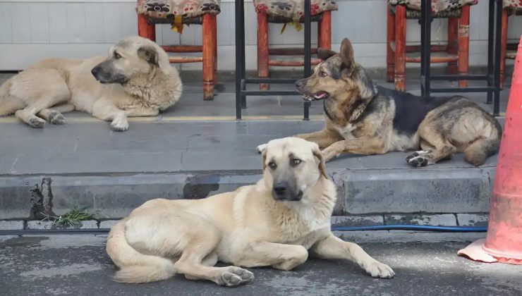 Diyarbakır’da Belediyelere Başıboş Hayvanları Toplama Talimatı: Son Tarih 31 Ekim