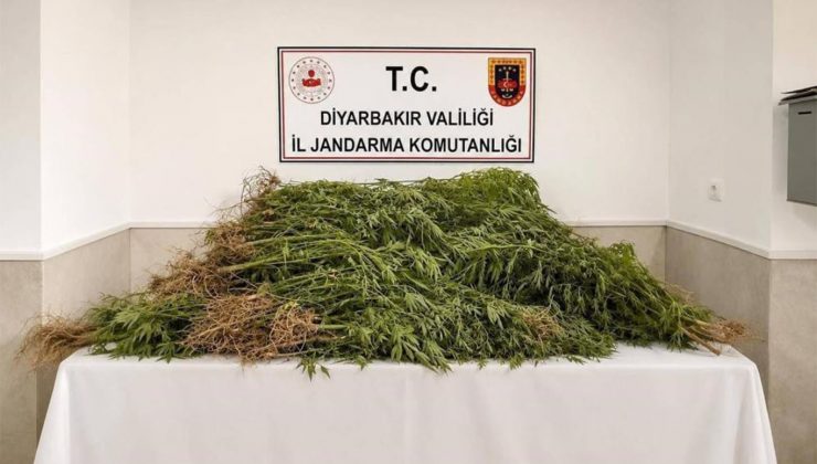 Diyarbakır’da Uyuşturucu Operasyonu: 144 bin 398 Kök Kenevir Ele Geçirildi